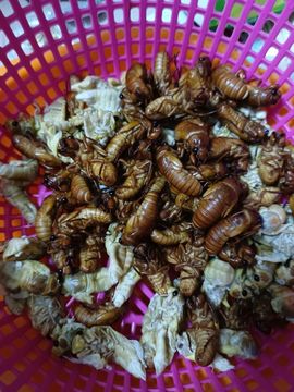 张叔zz主播照片