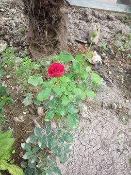 果果(平安好运)主播照片