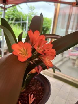 💦念初💫梦已醒主播照片