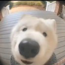 孤寂者!海报