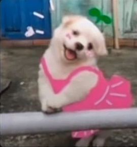 阳阳💕休主播照片