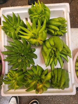 果果(平安好运)主播照片