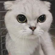 有鸭梨