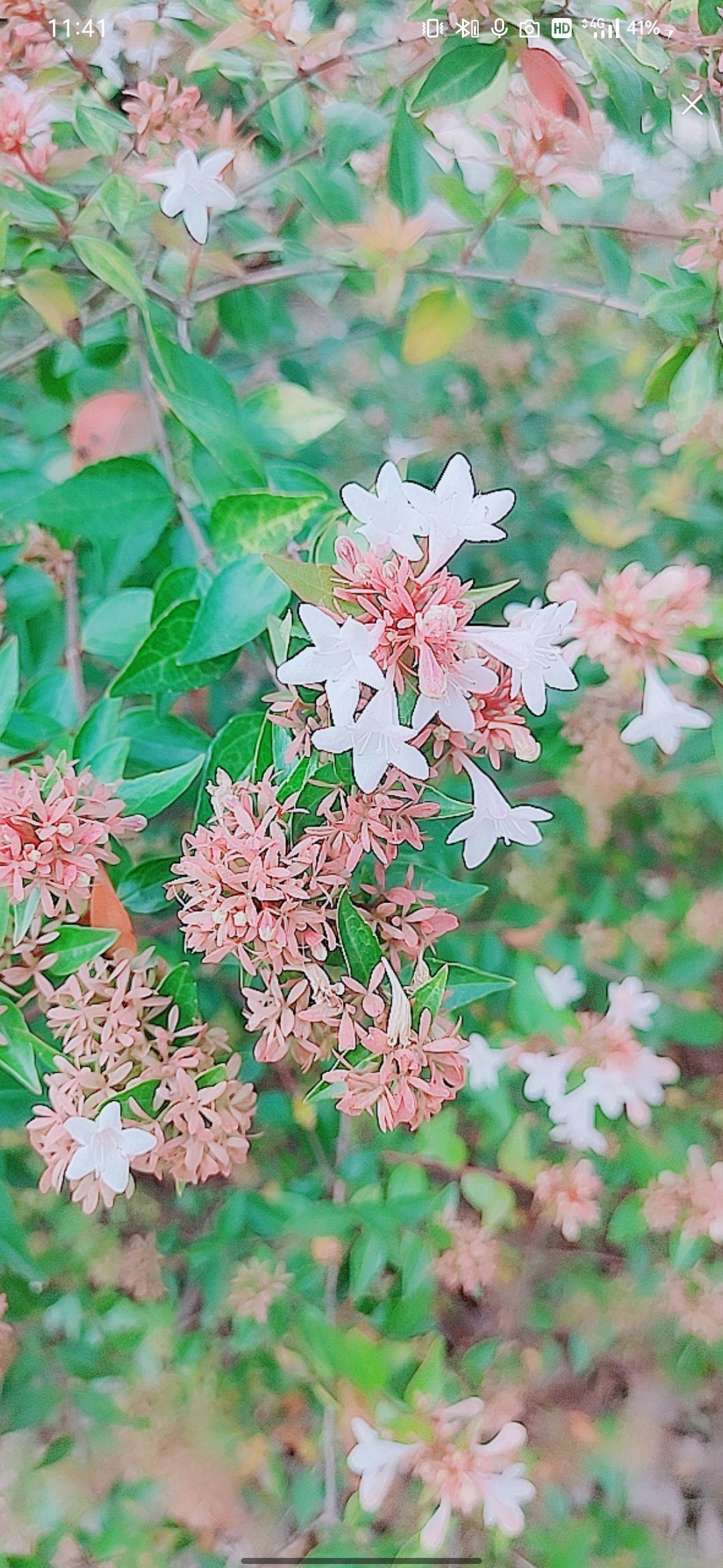 婷婷💕感恩有你陪伴的图片