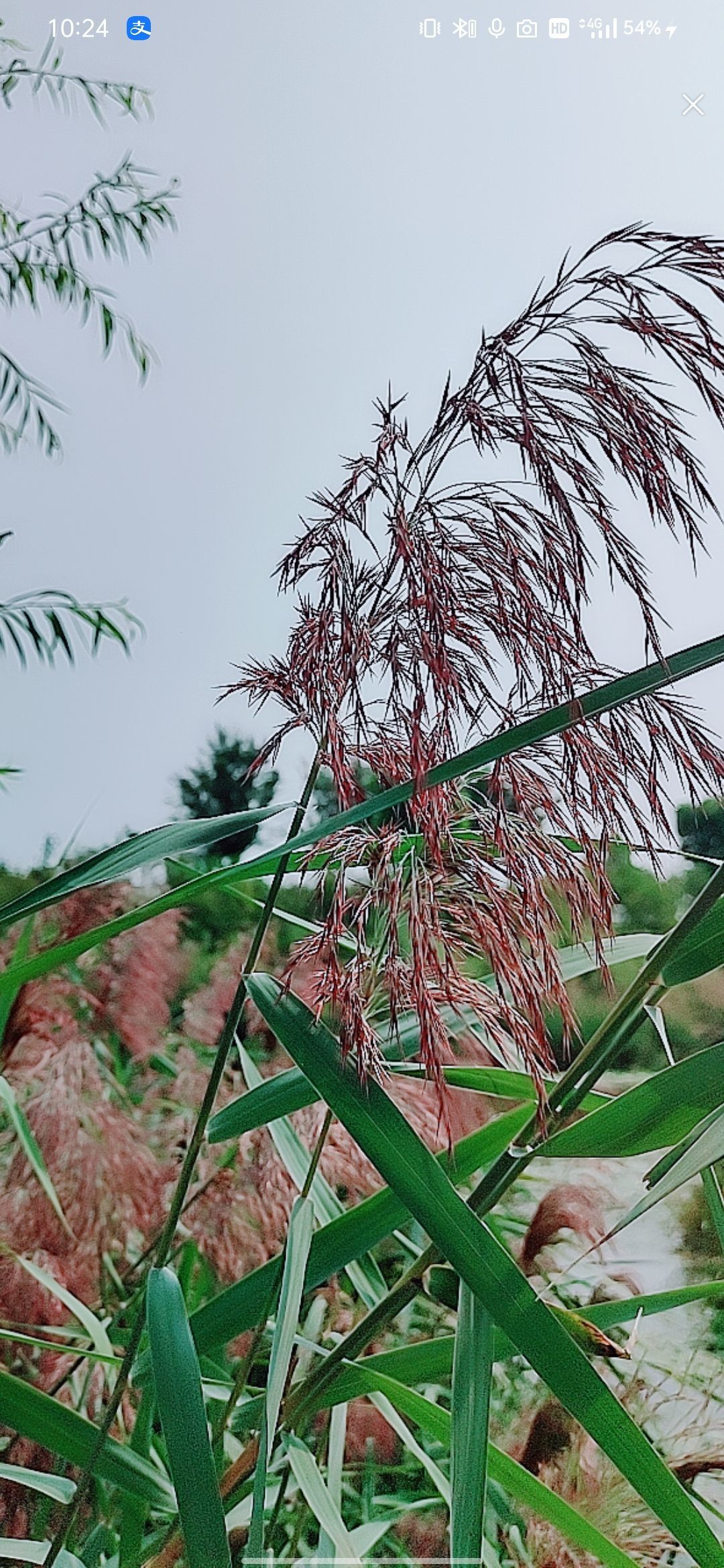 婷婷💕感恩有你陪伴的图片