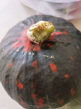 苗族曼尼多的图片