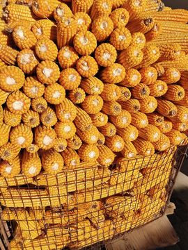 苗族曼尼多的图片