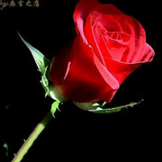 写毛笔字的南非白纹牛头像