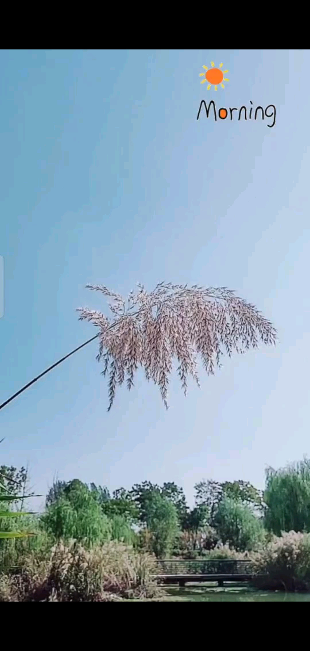 愿晨起的微笑带来幸福