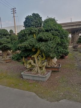狂喜的雁南飞主播照片