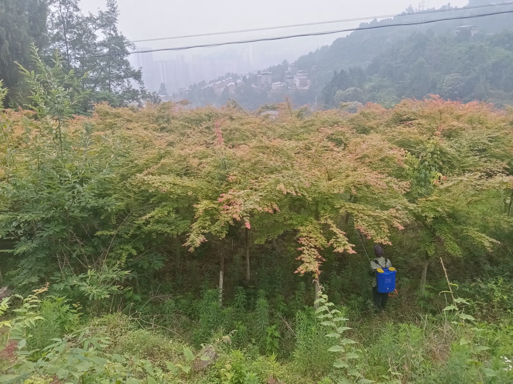 狂喜的雁南飞的主播照片