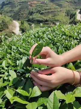 若🌺惜主播照片