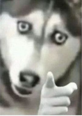 小汐依旧没饭吃的图片