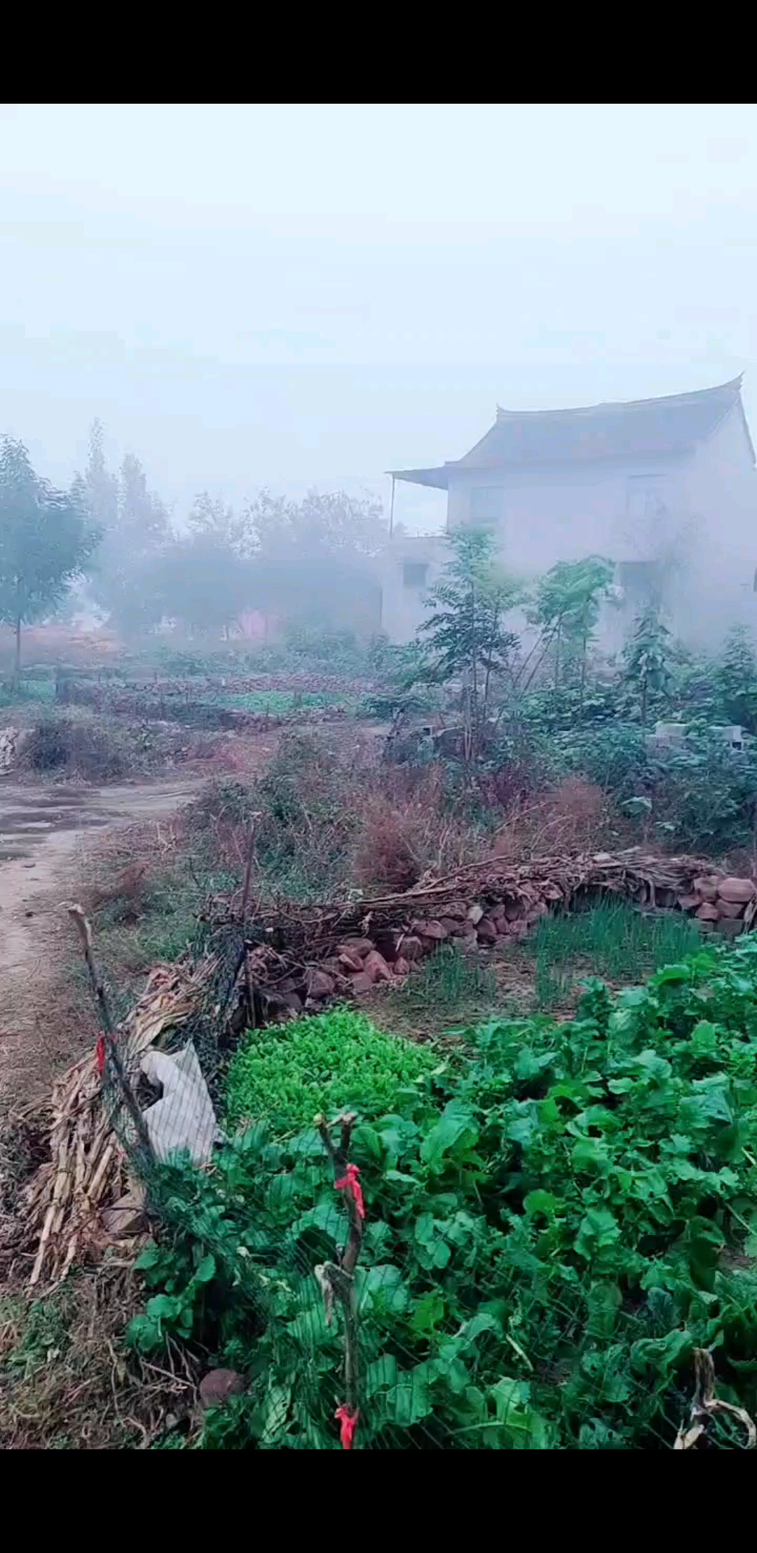 好大雾