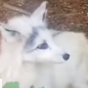 如有来生还做你……海报