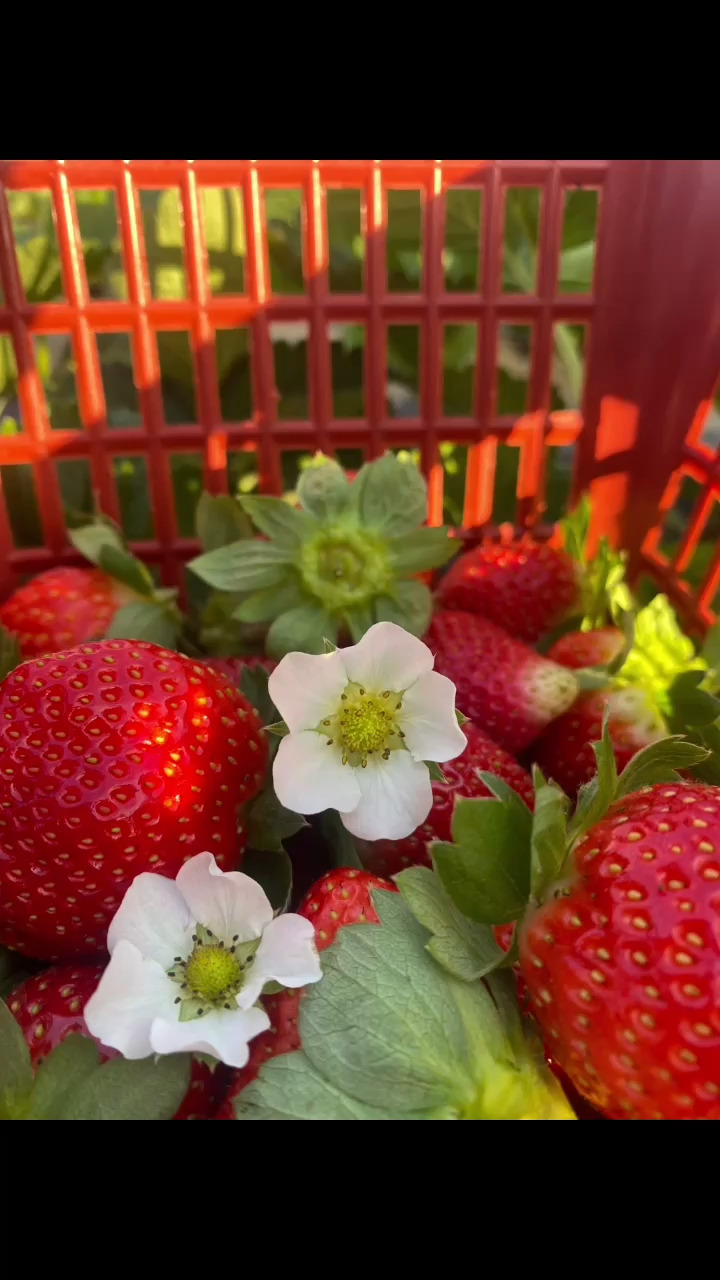 把我泡在草堆里吧。🍓