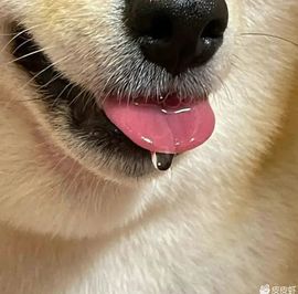 迷死她满哥主播照片