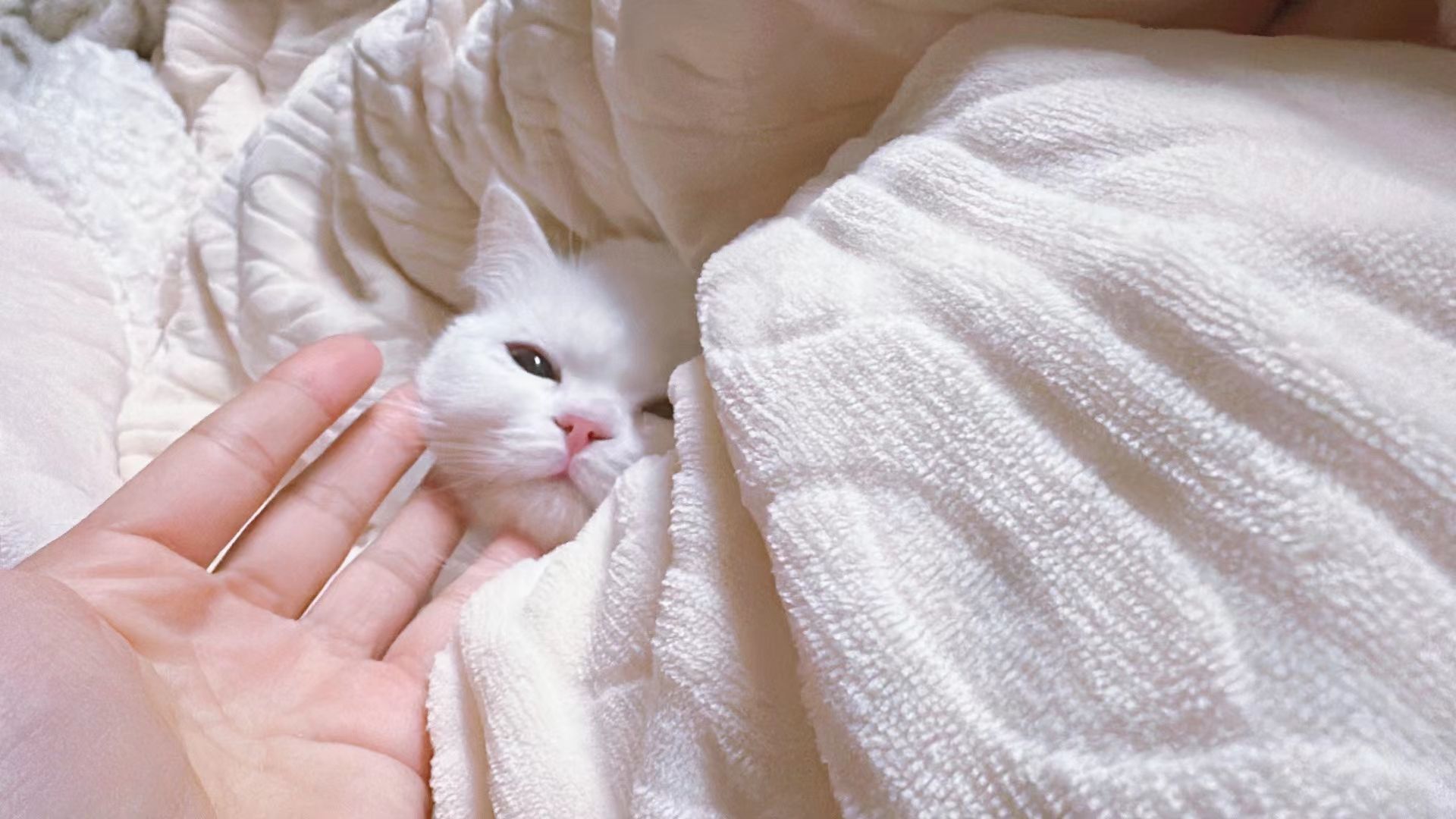 小奶猫谢谢哥哥们的主播照片