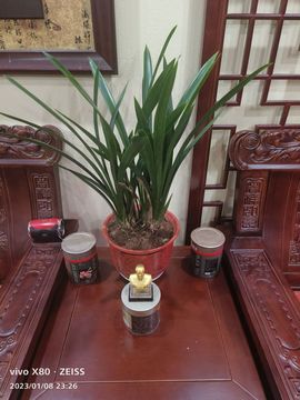戰神大元帥黎歌主播照片