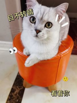 苏静好周六明晚七点半主播照片