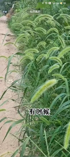 梦中的那首歌的图片