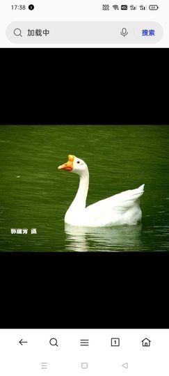 水月竞花的图片