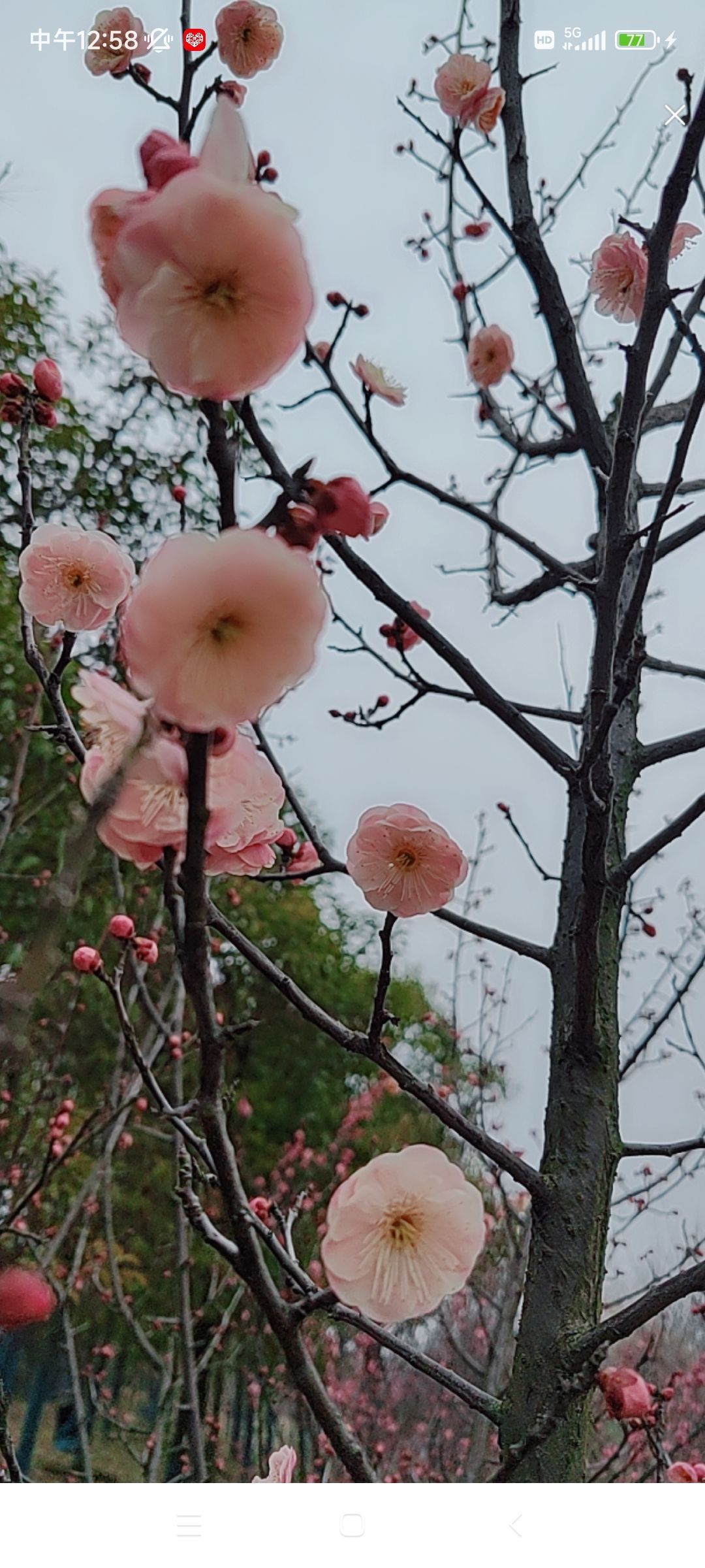 婷婷💕感恩有你陪伴的图片