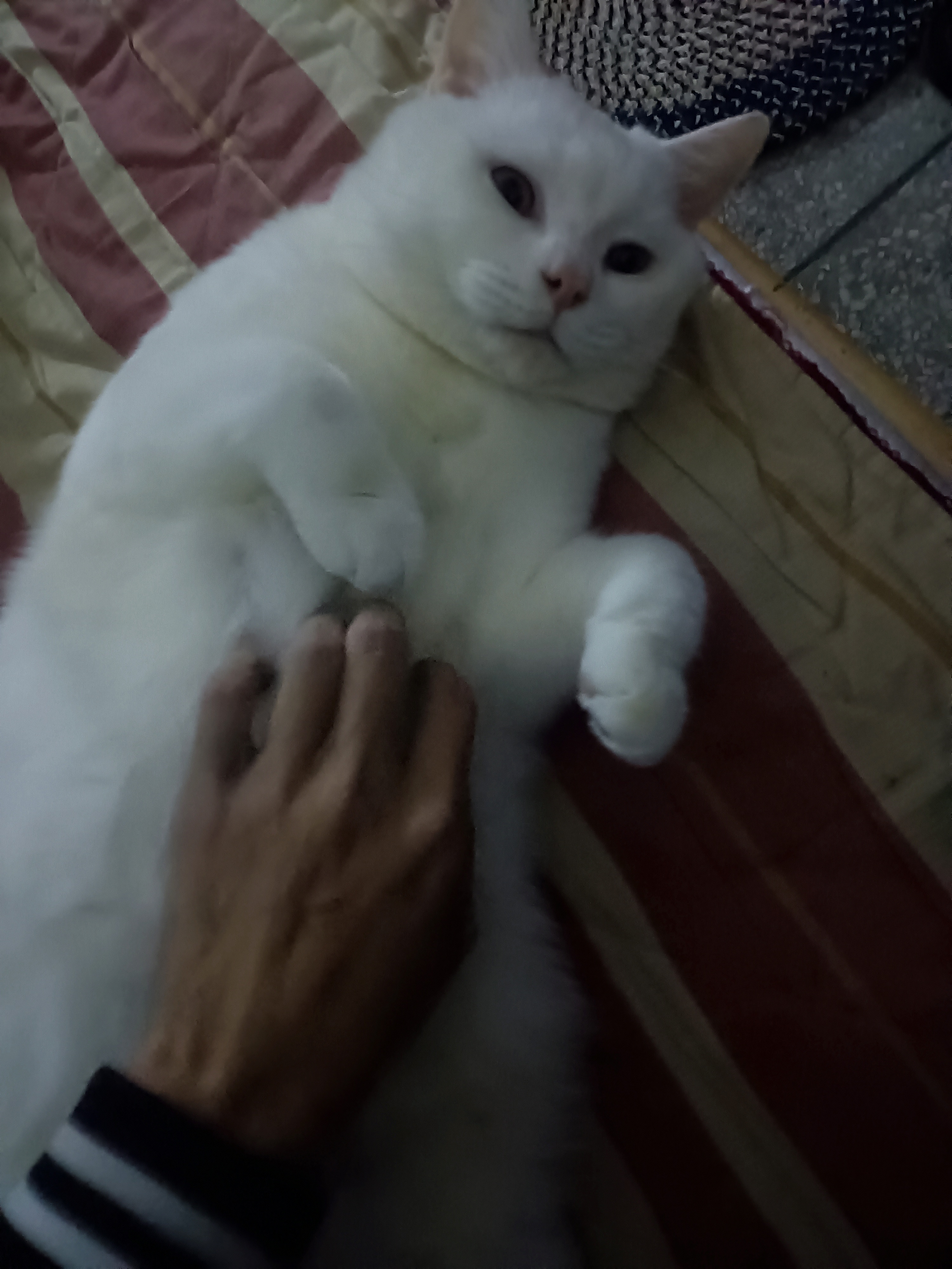 雨閣汽貿(mào)?李先生.的主播照片