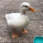 快楽鸭
