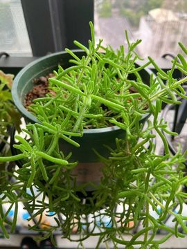奶茶姐姐☕主播照片