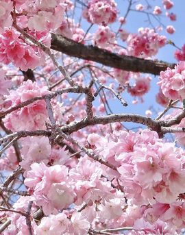 疯和尚——释真明主播照片