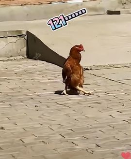 疯和尚——释真明主播照片