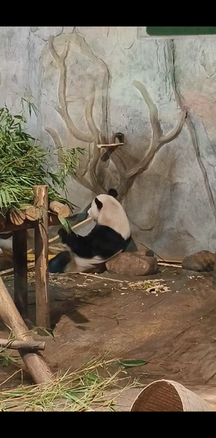 深圳野生动物园，熊猫