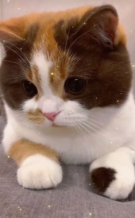 菲儿💗好运来🌈的图片