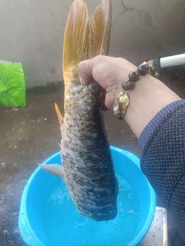 ✿二爷封号✿主播照片