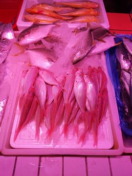 梁嘉威粥铺主播照片