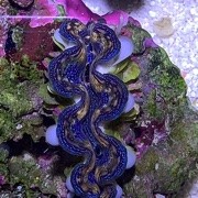 索绿夏giw