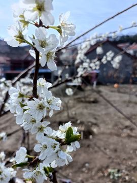 🌼阳阳得意🌼主播照片