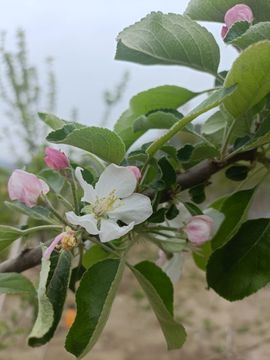 🌼阳阳得意🌼主播照片