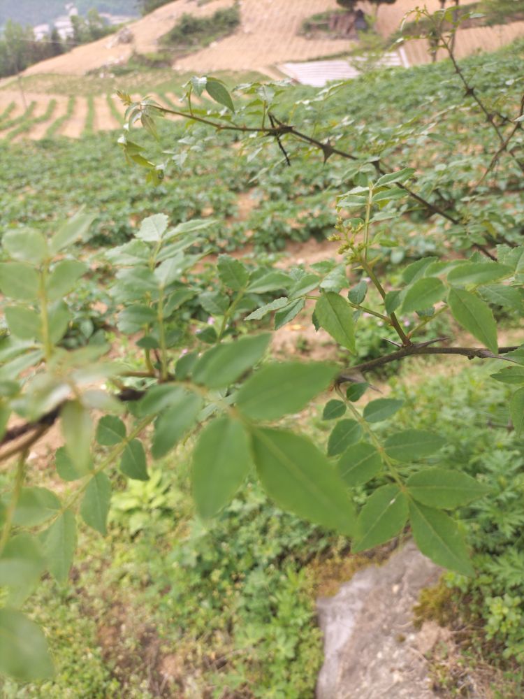 瀏嘛皮皮的主播照片