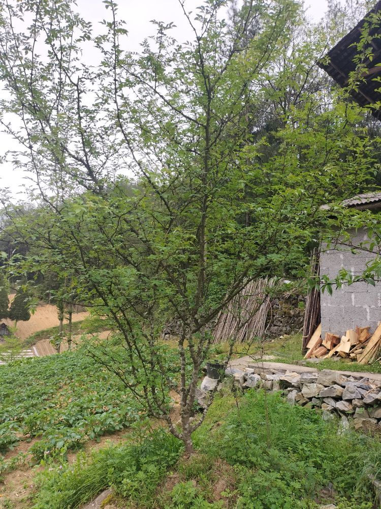 瀏嘛皮皮的主播照片