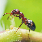 浪漫的小蚂蚁.