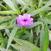 深林山客海报