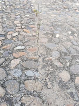 玟玟🌸加油主播照片
