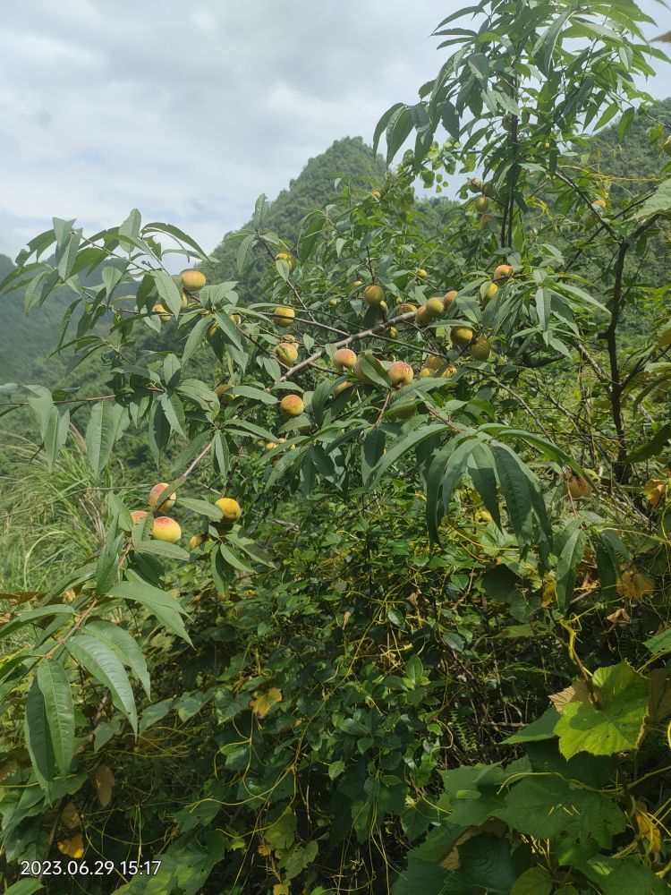 傲世英雄0的主播照片