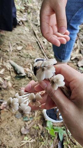 🍀莲花🌸主播照片