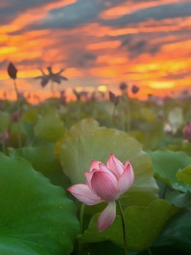 思佳💐等一束光主播照片