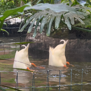 可樂{}的頭像