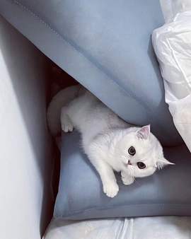 ◕◕萱妮唱给你听◕◕主播照片