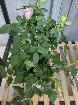 玟玟🌸加油主播照片
